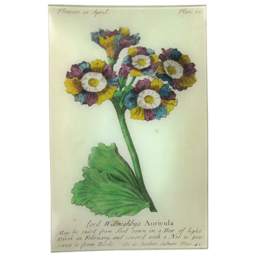 john derian Auricula (Floral) 9 x 14" Wall Tray