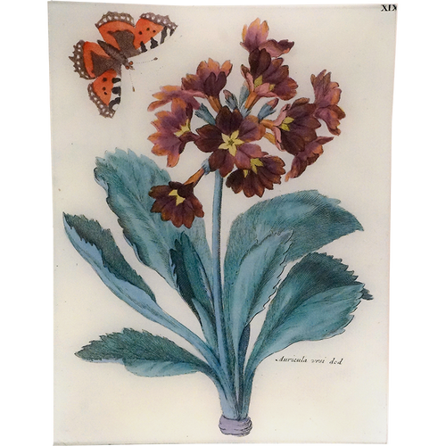 john derian Auricula XIX 10" x 13" Rect. Tray
