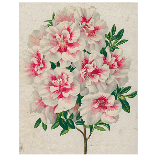 john derian Azalea (p 115) 11" x 14" Rect. Tray