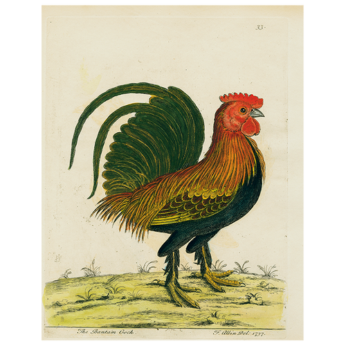 john derian Bantam Cock (p 21) 11" x 14" Rect. Tray