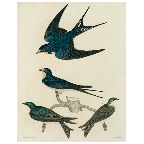 john derian Barn Swallow (p 78) 11" x 14" Rect. Tray