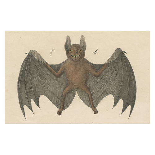 john derian Bat Postcard (Pack of 10)