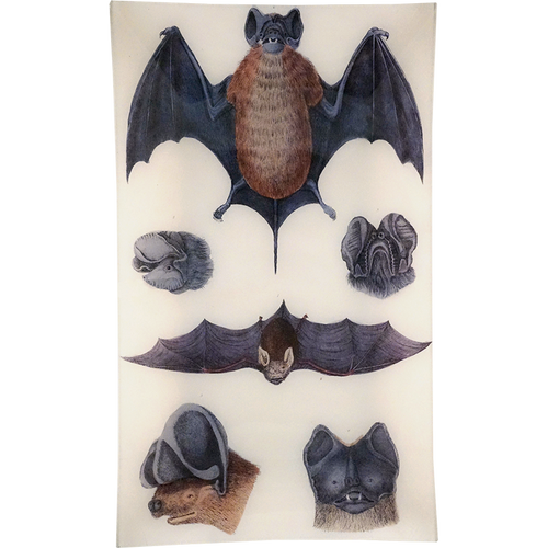 john derian Bats 2 12 x 20" Rect. Tray