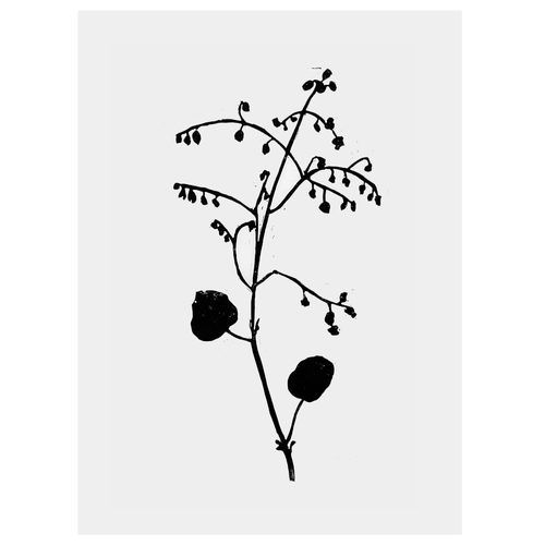 john derian Begonia 22 x 30" Linocut Print