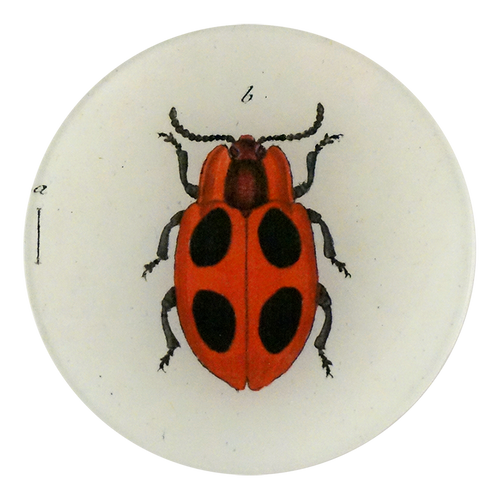 john derian Big Dot Lady Bug 5 1/4" Round Plate