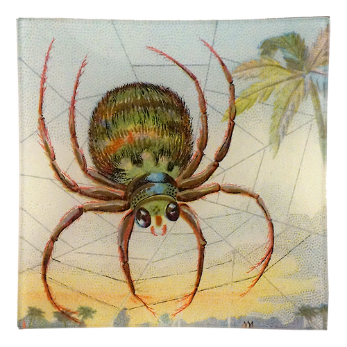 john derian Big Spider Web Un Vide Poche (6" Square)