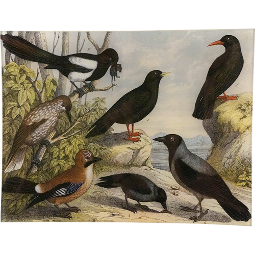 john derian Birds X 10" x 13" Rect. Tray