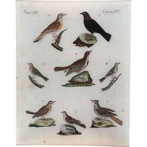 john derian Birds XIX 11 x 14" Rect. Tray