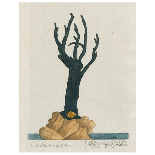 john derian Black Coral (p 312) 11" x 14" Rect. Tray