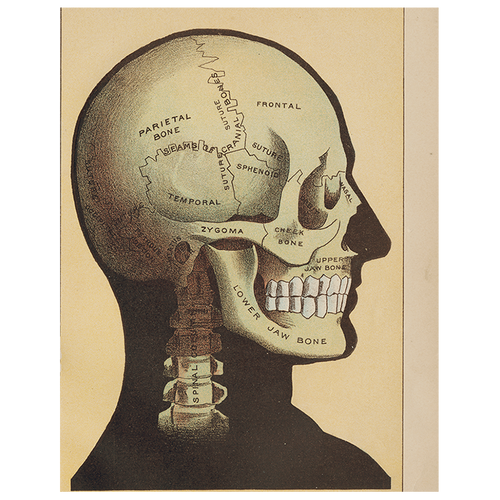 john derian Black Skull (p 231) 11" x 14" Rect. Tray