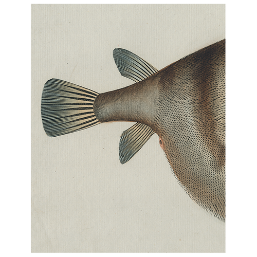john derian Blowfish (p 325) 11" x 14" Rect. Tray