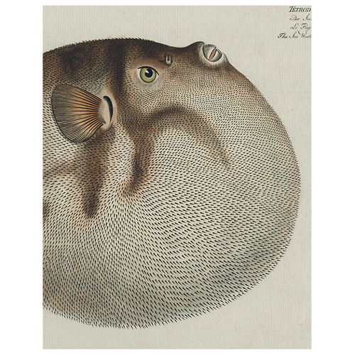 john derian Blowfish (p 326) 11" x 14" Rect. Tray