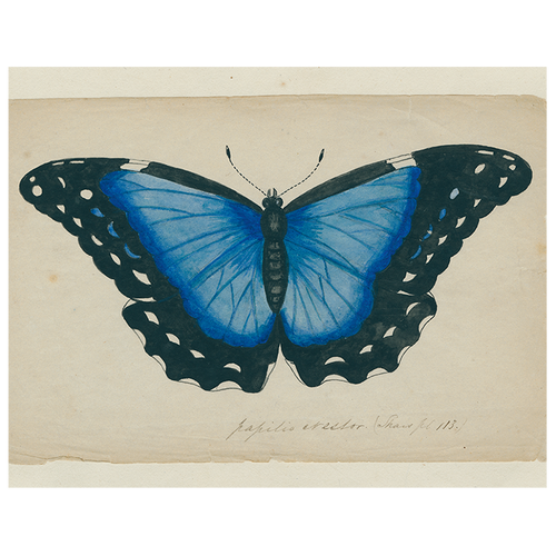 john derian Blue Butterfly (p 125) 11" x 14" Rect. Tray
