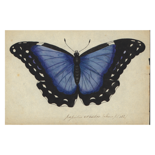 john derian Blue Butterfly Postcard (Pack of 10)