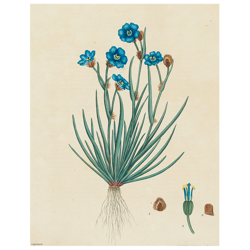 john derian Blue Flowers (p 235) 11" x 14" Rect. Tray