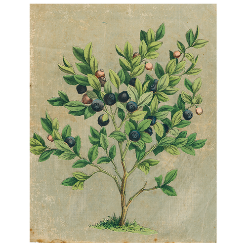 john derian Blueberries (p 249) 11" x 14" Rect. Tray