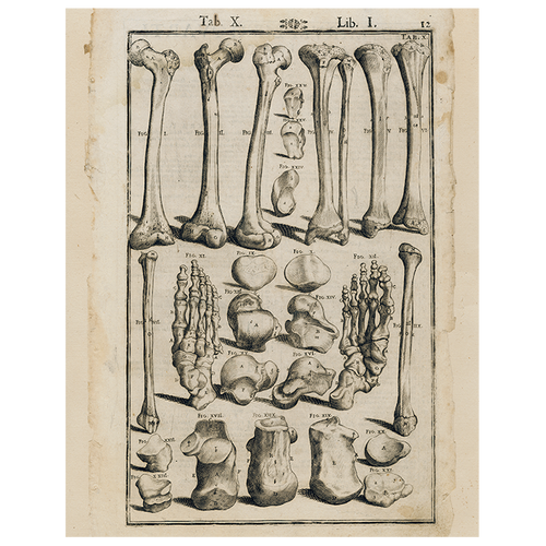john derian Bones (p 83) 11" x 14" Rect. Tray
