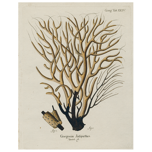 john derian Brown Coral (p 47) 11" x 14" Rect. Tray