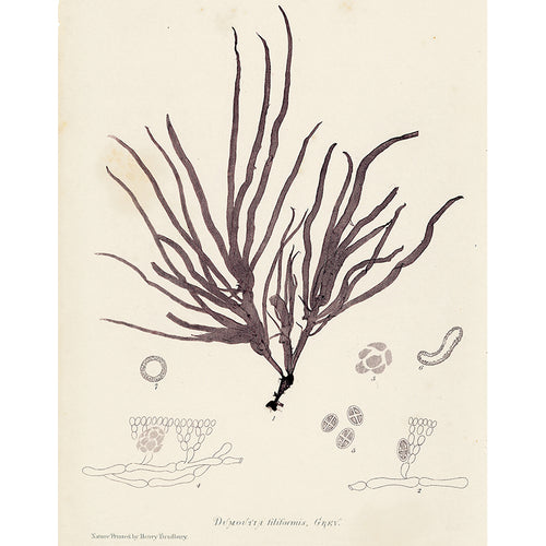 john derian Brown Seaweed (p 176) 11" x 14" Rect. Tray