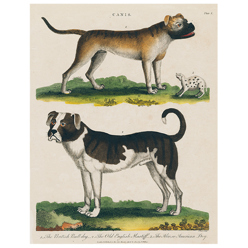 john derian Bulldog / Mastiff (p 62) 11" x 14" Rect. Tray