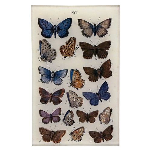 john derian Butterflies XIV 5 x 8" Cell Phone Tray