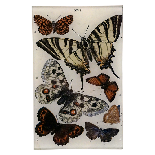 john derian Butterflies XVI 5 x 8" Cell Phone Tray