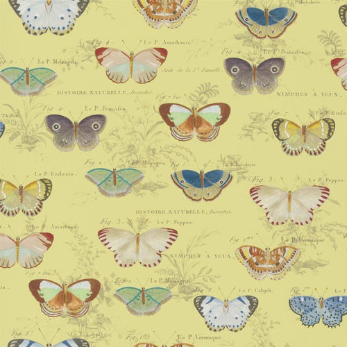 john derian Butterfly Studies Mimosa Wallpaper