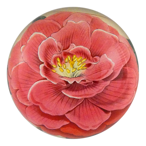 john derian Camellia Dome Paperweight