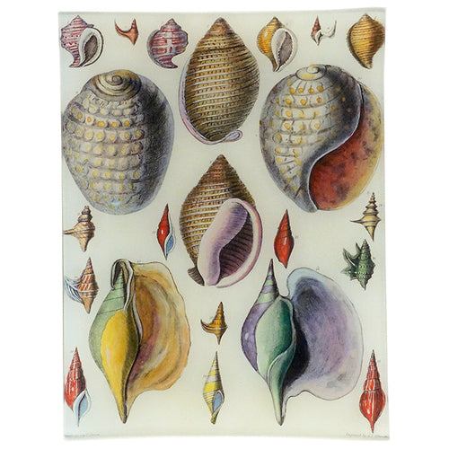 john derian Capt. Brown Shells 8 x 10.5" Rect. Tray