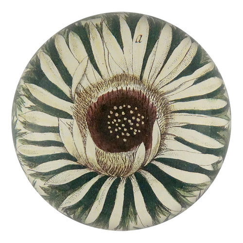 john derian Carlina Acaulis Dome Paperweight