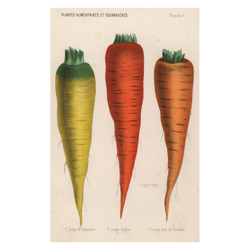 john derian Carottes Postcard (Pack of 10)