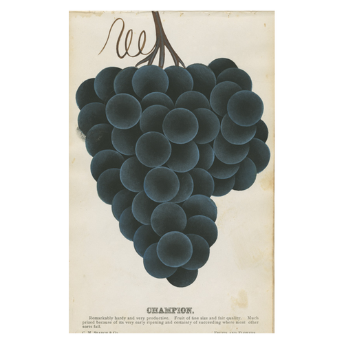 john derian Champion (Grapes) Postcard (Pack of 10)