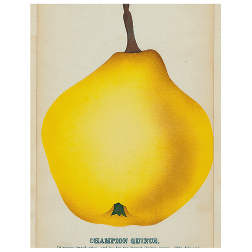 john derian Champion Quince (p 18) 11" x 14" Rect. Tray