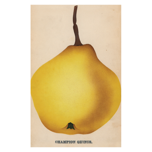 john derian Champion Quince Postcard (Pack of 10)
