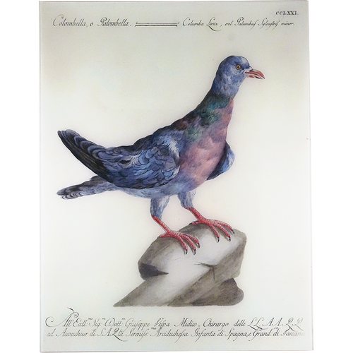 john derian Colombella 17 x 22" Rect. Tray