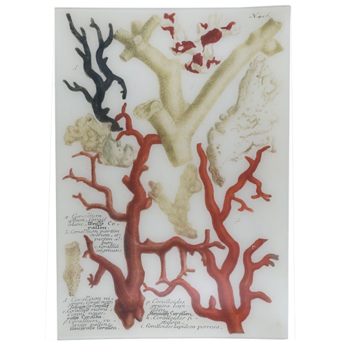 john derian Coral 15 x 22" Rect. Tray