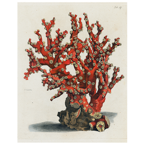 john derian Coral Tab 37 (p 153) 11" x 14" Rect. Tray