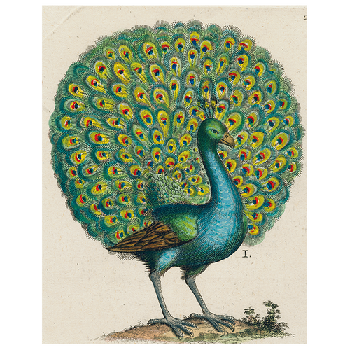 john derian Coy Peacock (p 29) 11" x 14" Rect. Tray
