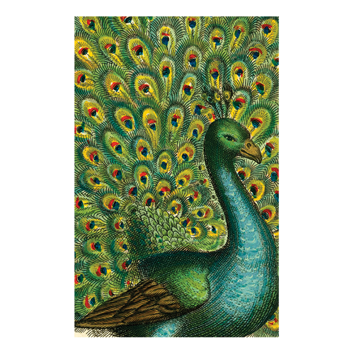 john derian Coy Peacock Postcard (Pack of 10)