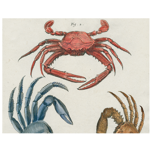 john derian Crabs (p 195) 11" x 14" Rect. Tray