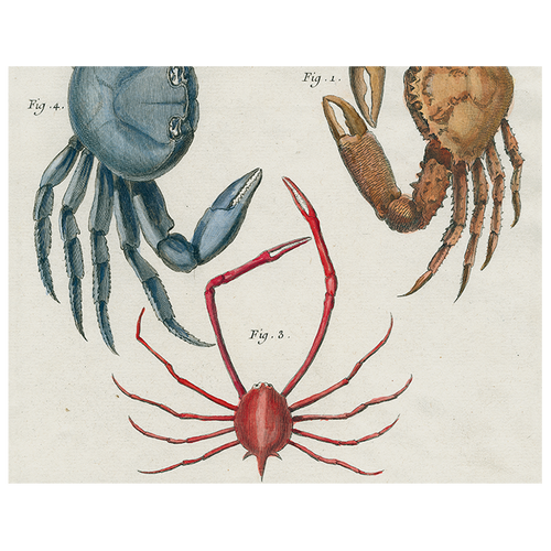 john derian Crabs (p 196) 11" x 14" Rect. Tray
