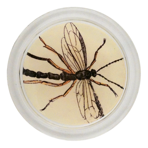 john derian Crane Fly 4" Coaster