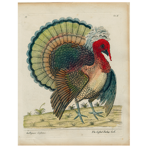 john derian Crested Turkey (p 314) 11" x 14" Rect. Tray