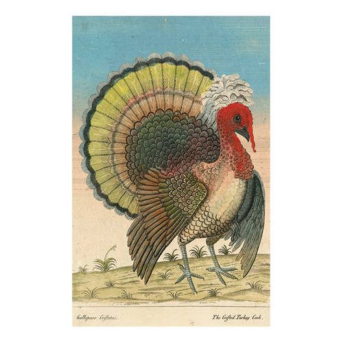 john derian Crested Turkey Postcard (Pack of 10)