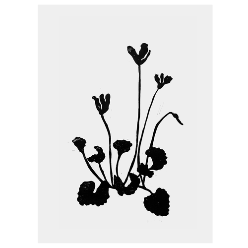 john derian Cyclamen 22 x 30" Linocut Print