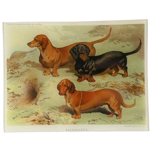 john derian Dachshunds 8 x 10.5" Rect. Tray