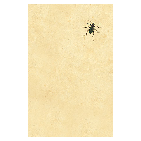 john derian Dark Bug Postcard (Pack of 10)