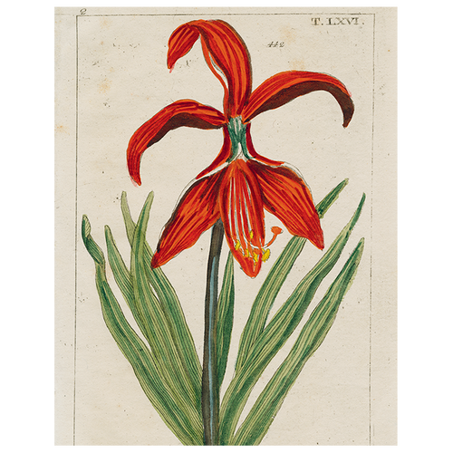 john derian Daylily (p 193) 11" x 14" Rect. Tray