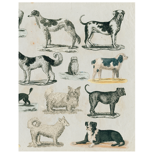john derian Dog Run (p 276) 11" x 14" Rect. Tray