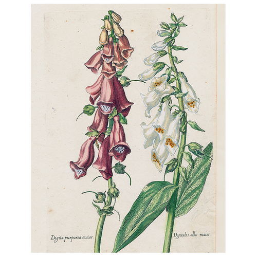 john derian Double Foxglove (p 92) 11" x 14" Rect. Tray